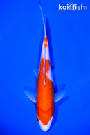 7.75" KOHAKU