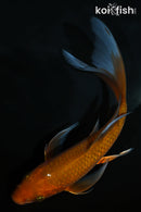 6.75" CHAGOI BUTTERFLY