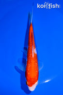 6" GINRIN KOHAKU