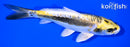 6.75" KIN KIKOKURYU