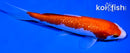 6" GINRIN KOHAKU