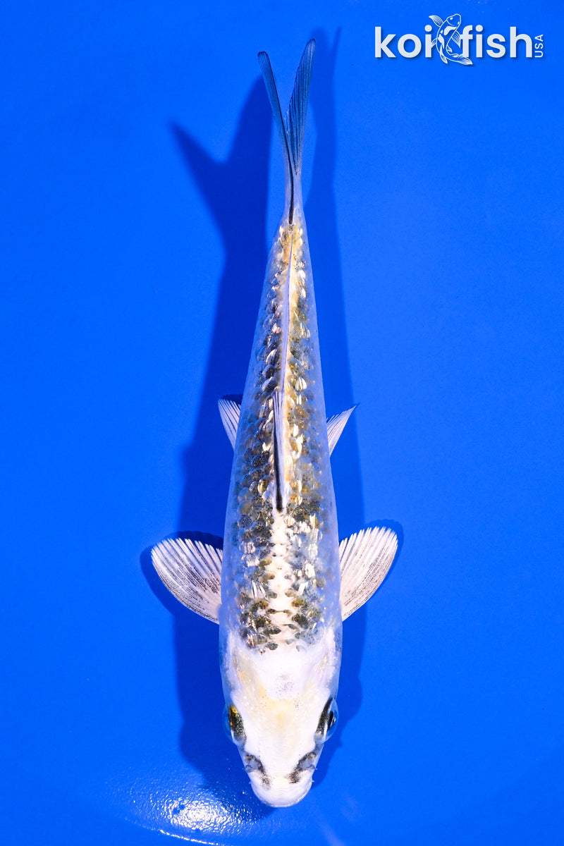 5" GINRIN KUJAKU