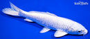 7.75" PLATINUM OGON