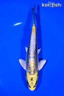 6.75" KIN KIKOKURYU