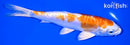 7.25" KIKUSUI