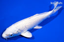 7.75" PLATINUM OGON