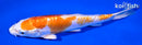 7.25" KIKUSUI