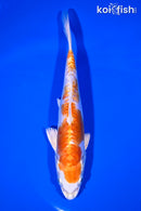 7.25" KIKUSUI