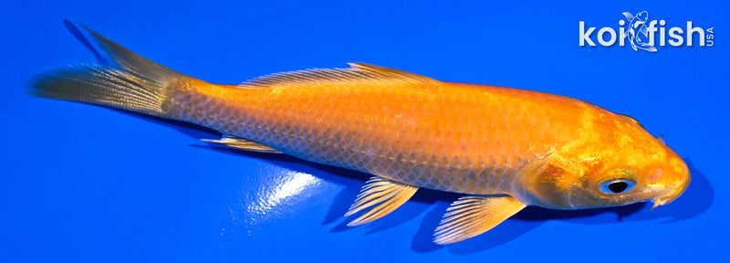 4.75" ORENJI OGON
