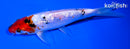 6.5" GINRIN SHOWA