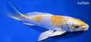 8" LEMON HARIWAKE BUTTERFLY