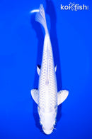 7.75" PLATINUM OGON