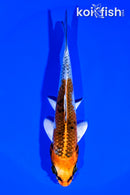 5.5" KUJAKU