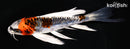 6.25" ARAGOKE BENI KIKOKURYU BUTTERFLY