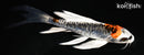 6.25" ARAGOKE BENI KIKOKURYU BUTTERFLY