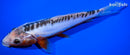 8.25" SHUSUI