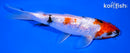 6.5" GINRIN SHOWA