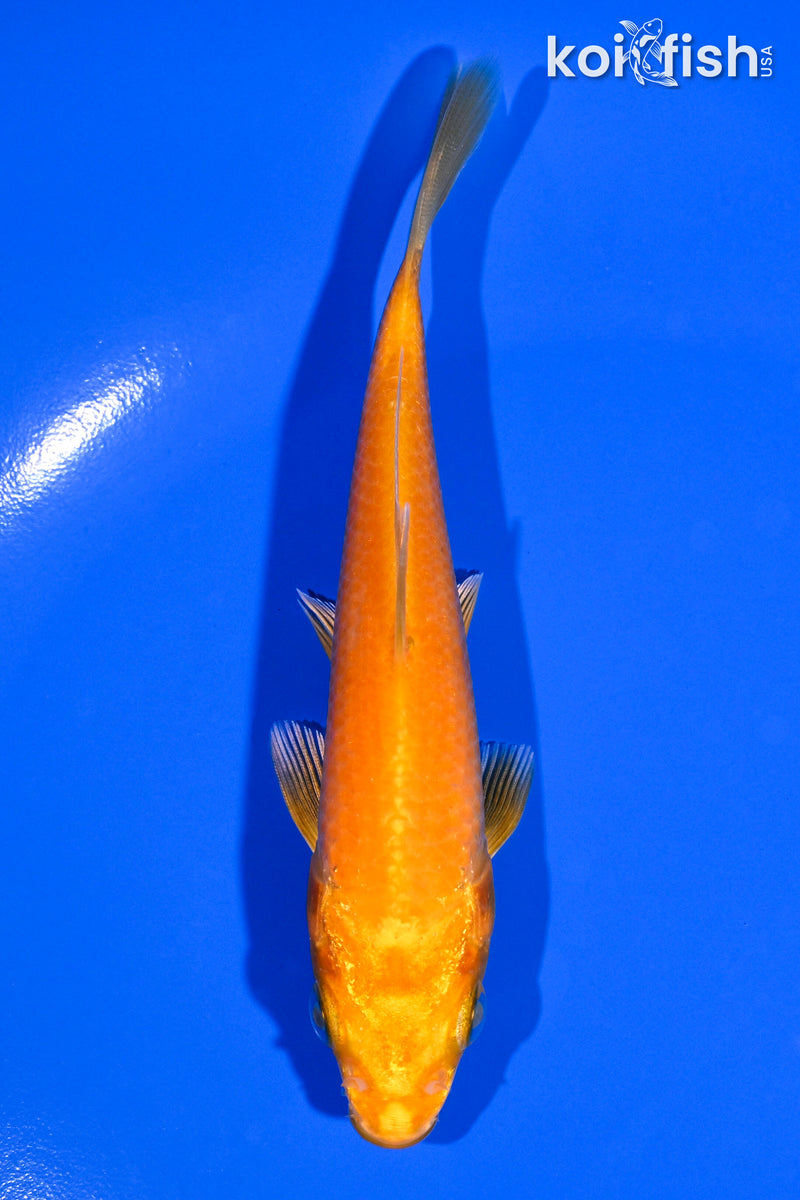 4.75" ORENJI OGON