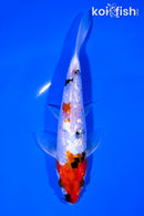 6.5" GINRIN SHOWA