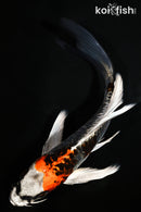 6.25" ARAGOKE BENI KIKOKURYU BUTTERFLY