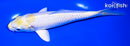 6.75" LEMON HARIWAKE