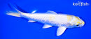 6.75" LEMON HARIWAKE