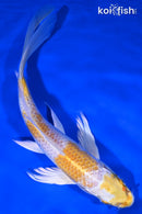 8" LEMON HARIWAKE BUTTERFLY