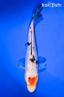 5.5" TANCHO SANKE