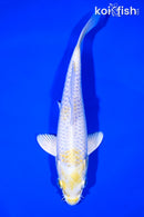 6.75" LEMON HARIWAKE