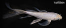 6.5" SORAGOI BUTTERFLY