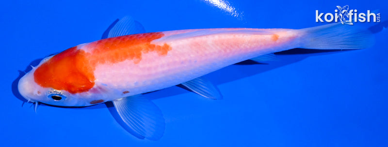 5" KOHAKU