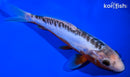 8.25" SHUSUI