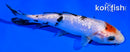 5.5" TANCHO SANKE