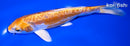 7" KIKUSUI