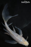 6.5" SORAGOI BUTTERFLY
