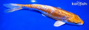 7" KIKUSUI