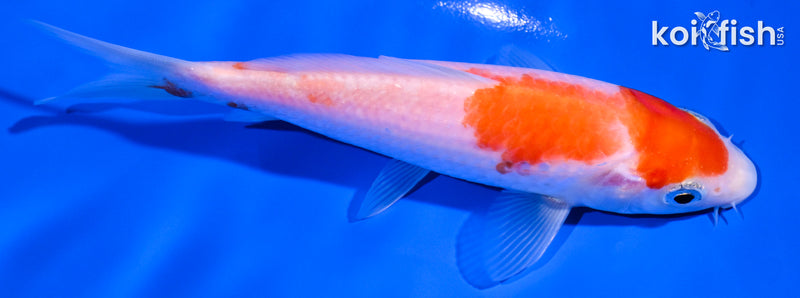 5" KOHAKU