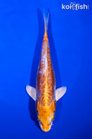 7" KIKUSUI