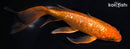 7.25" GINRIN CHAGOI BUTTERFLY