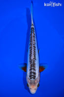 8.25" SHUSUI