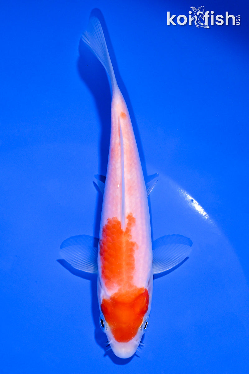 5" KOHAKU
