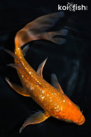 7.25" GINRIN CHAGOI BUTTERFLY