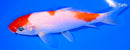 6" KOHAKU