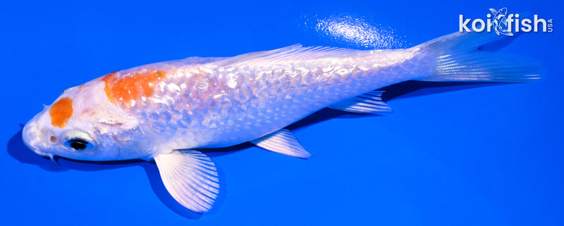 5" GINRIN MARUTEN HARIWAKE