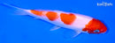 6" KOHAKU