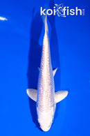 5.25" GINRIN PLATINUM OGON