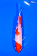 6" KOHAKU