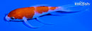 5" KOHAKU BUTTERFLY