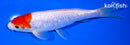 7" GINRIN KOHAKU