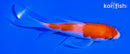 5" KOHAKU BUTTERFLY